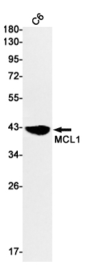 Western blot detection of MCL1 in C6 cell lysates using MCL1 Rabbit mAb(1:1000 diluted).Predicted band size:37kDa.Observed band size:40kDa.