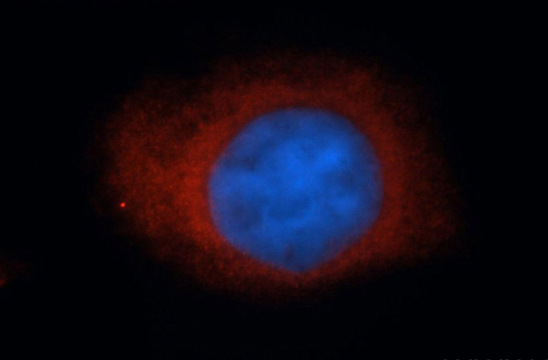 Immunofluorescent analysis of Hela cells, using SFRS17A antibody Catalog No:110126 at 1:50 dilution and Rhodamine-labeled goat anti-rabbit IgG (red). Blue pseudocolor = DAPI (fluorescent DNA dye).