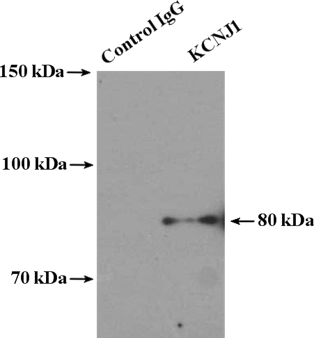IP Result of anti-KCNJ1 (IP:Catalog No:111968, 4ug; Detection:Catalog No:111968 1:300) with mouse brain tissue lysate 3600ug.