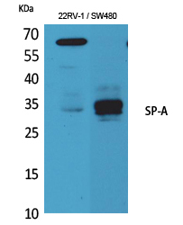 Fig1:; Western Blot analysis of K562, mouse lung cells using SP-A Polyclonal Antibody.. Secondary antibody（catalog#：HA1001) was diluted at 1:20000