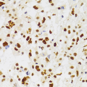 Immunohistochemistry - NASP Polyclonal Antibody 
