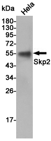 Western blot detection of Skp2 in Hela cell lysates using Skp2 mouse mAb (1:2000 diluted).Predicted band size:48KDa.Observed band size:48KDa.