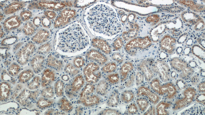 Immunohistochemistry of paraffin-embedded human kidney tissue slide using Catalog No:111073(GPR108 Antibody) at dilution of 1:50 (under 10x lens)