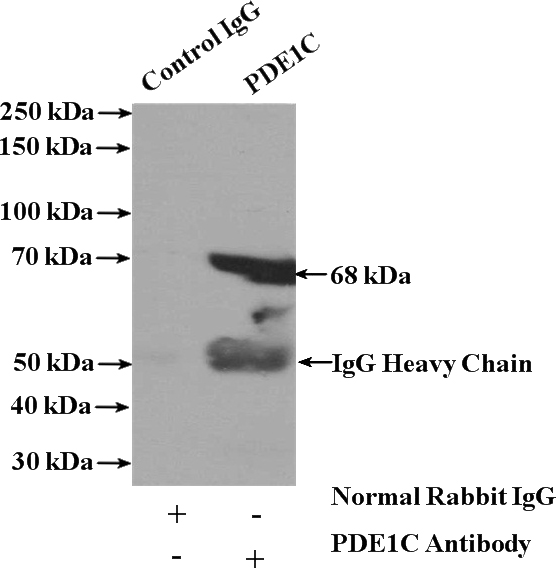 IP Result of anti-PDE1C (IP:Catalog No:113658, 4ug; Detection:Catalog No:113658 1:500) with mouse heart tissue lysate 4000ug.