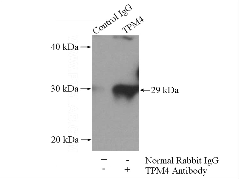 IP Result of anti-TPM4 (IP:Catalog No:116207, 4ug; Detection:Catalog No:116207 1:300) with mouse heart tissue lysate 4000ug.