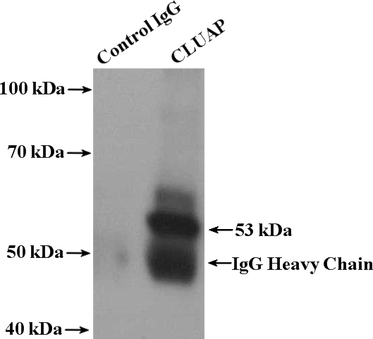 IP Result of anti-CLUAP1 (IP:Catalog No:109409, 4ug; Detection:Catalog No:109409 1:600) with HepG2 cells lysate 2400ug.