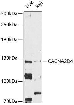 Western blot - CACNA2D4 Polyclonal Antibody 
