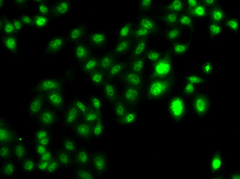Immunofluorescence - CBFA2T2 Polyclonal Antibody 
