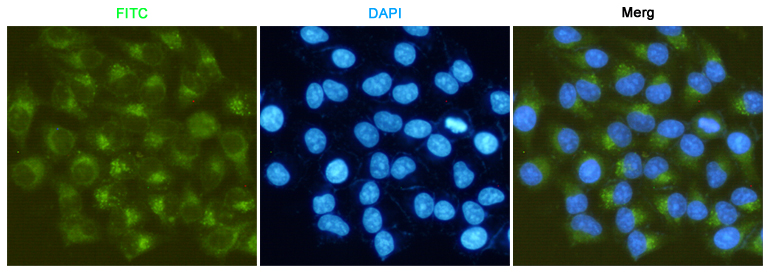 Immunofluorescent analysis of Hela cells fixed fixed by anhydrous methanol at -20u2103 and using MMP-2 mouse mAb (dilution 1:50). DAPI was used to stain nucleus (blue).