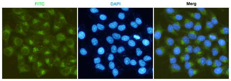 Immunofluorescent analysis of Hela cells fixed fixed by anhydrous methanol at -20u2103 and using MMP-2 mouse mAb (dilution 1:50). DAPI was used to stain nucleus (blue).
