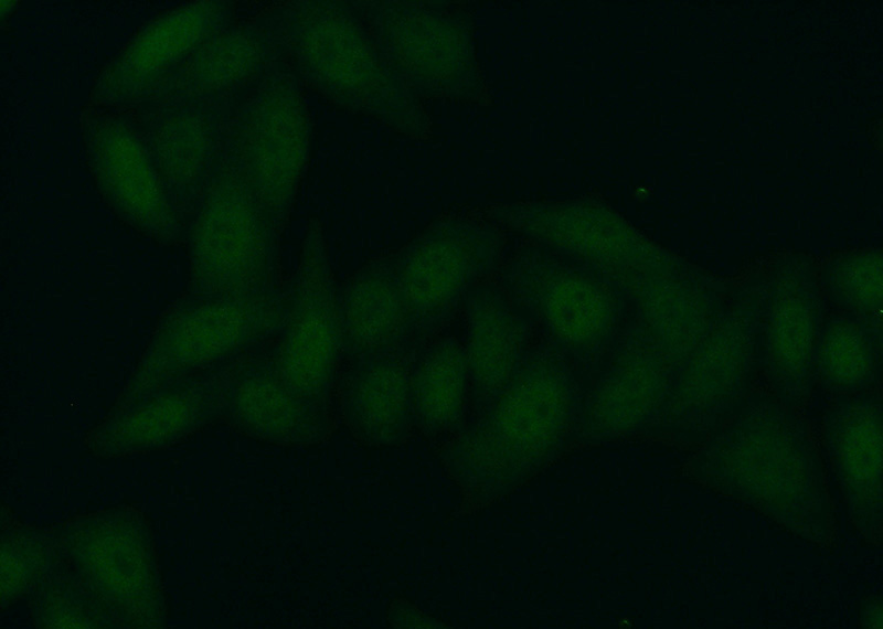 Immunofluorescent analysis of (10% Formaldehyde) fixed HepG2 cells using Catalog No:113736(PFDN5 Antibody) at dilution of 1:50 and Alexa Fluor 488-congugated AffiniPure Goat Anti-Rabbit IgG(H+L)