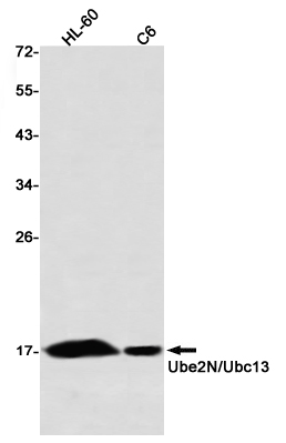 Western blot detection of Ube2N/Ubc13 in HL-60,C6 using Ube2N/Ubc13 Rabbit mAb(1:1000 diluted)