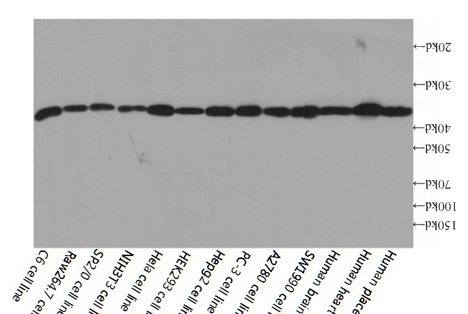 Western blot analysis of GAPDH in various tissues and cell lines using Proteintech antibody HRP-60004 at a dilution of 1:10000.