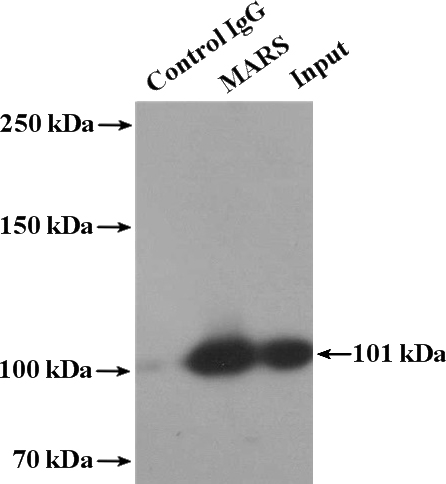 IP Result of anti-MARS (IP:Catalog No:112482, 4ug; Detection:Catalog No:112482 1:2000) with HepG2 cells lysate 4000ug.