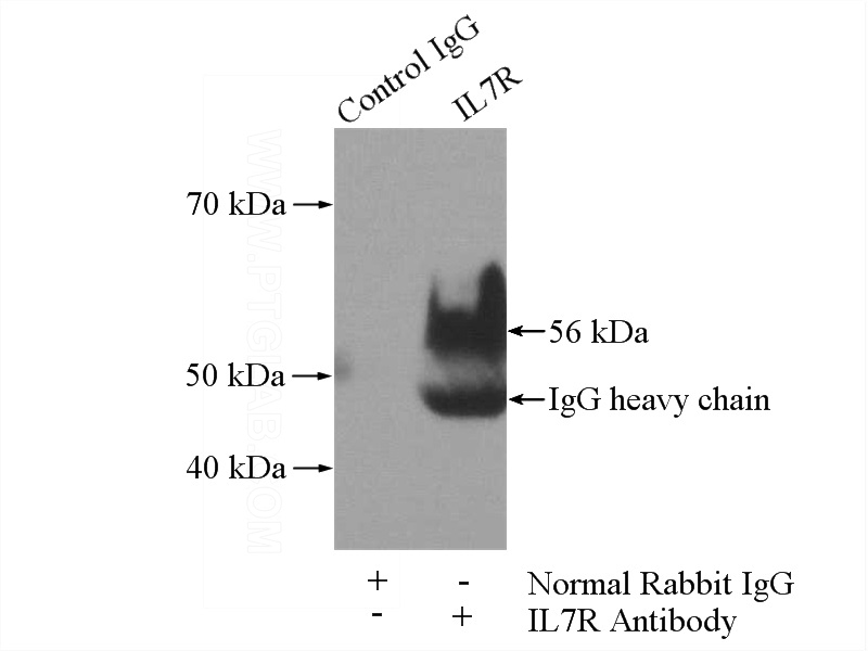 IP Result of anti-IL7R (IP:Catalog No:109045, 4ug; Detection:Catalog No:109045 1:1000) with K-562 cells lysate 1200ug.