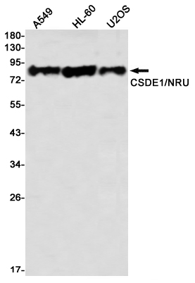 Western blot detection of CSDE1/NRU in A549,HL-60,U2OS using CSDE1/NRU Rabbit mAb(1:1000 diluted)