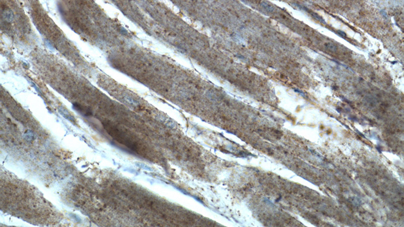 Immunohistochemistry of paraffin-embedded human heart tissue slide using Catalog No:115034(SDPR Antibody) at dilution of 1:50 (under 40x lens)
