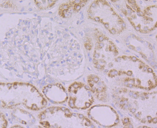 Fig4: Immunohistochemical analysis of paraffin-embedded human kidney tissue using anti-Emi1 antibody. Counter stained with hematoxylin.