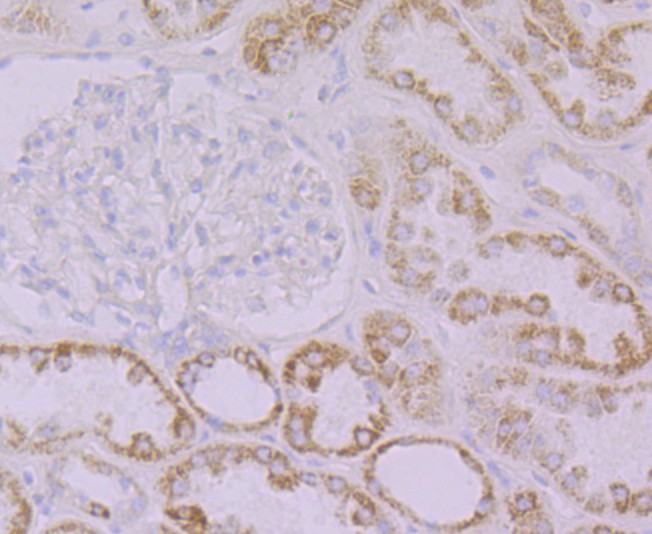 Fig4: Immunohistochemical analysis of paraffin-embedded human kidney tissue using anti-Emi1 antibody. Counter stained with hematoxylin.