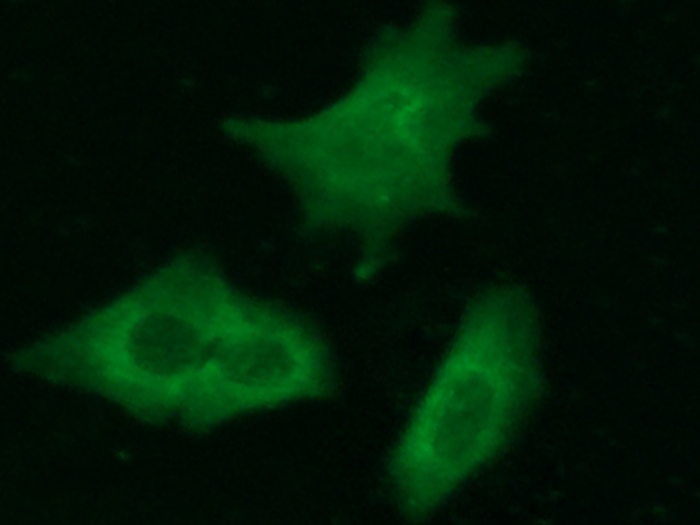 Complexin-2 / CPLX2 Antibody, Rabbit MAb, Immunofluorescence