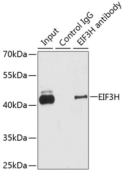 Immunoprecipitation - EIF3H Polyclonal Antibody 