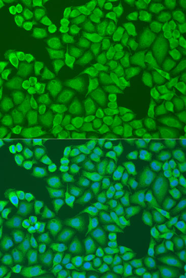 Immunofluorescence - IFI44 Polyclonal Antibody 