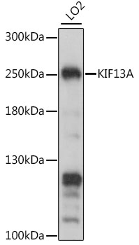 Western blot - KIF13A Polyclonal Antibody 