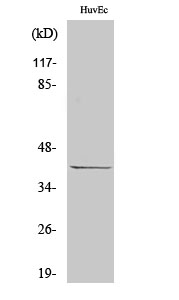 Fig1:; Western Blot analysis of various cells using p39 Polyclonal Antibody cells nucleus extracted by Minute TM Cytoplasmic and Nuclear Fractionation kit (SC-003,Inventbiotech,MN,USA).