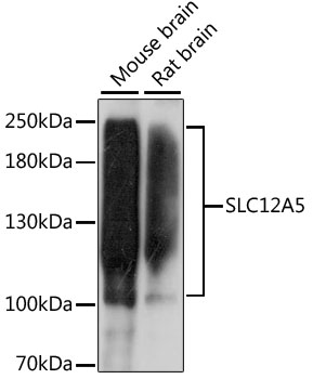 Western blot - SLC12A5 Polyclonal Antibody 