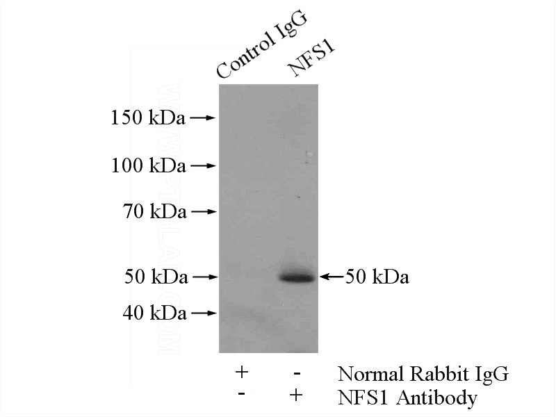 IP Result of anti-NFS1 (IP:Catalog No:113164, 4ug; Detection:Catalog No:113164 1:500) with HepG2 cells lysate 3200ug.