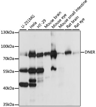 Western blot - DNER Polyclonal Antibody 