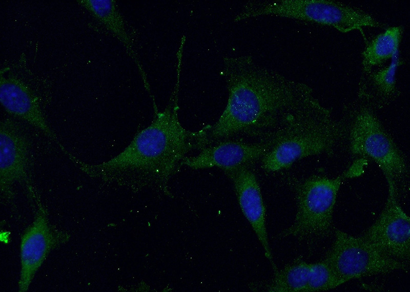 Immunofluorescent analysis of NIH/3T3 cells using Catalog No:117114(Beclin 1 Antibody) at dilution of 1:50 and Alexa Fluor 488-congugated AffiniPure Goat Anti-Rabbit IgG(H+L)
