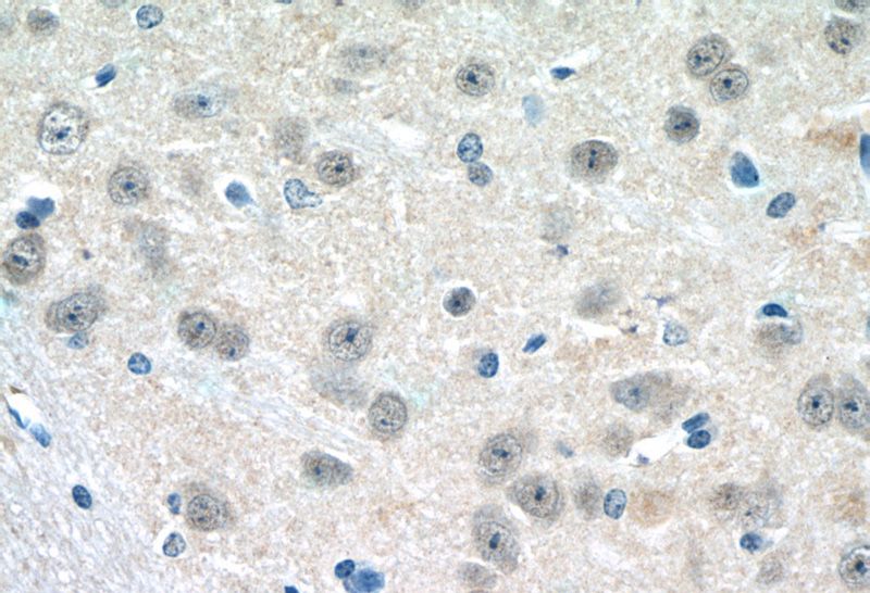 Immunohistochemistry of paraffin-embedded mouse brain tissue slide using Catalog No:111300(HES5 Antibody) at dilution of 1:50 (under 40x lens)