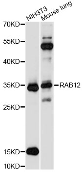 Western blot - RAB12 Polyclonal Antibody 
