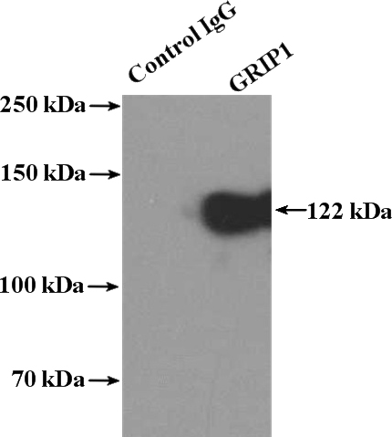 IP Result of anti-GRIP1 (IP:Catalog No:111209, 4ug; Detection:Catalog No:111209 1:1000) with mouse brain tissue lysate 5200ug.