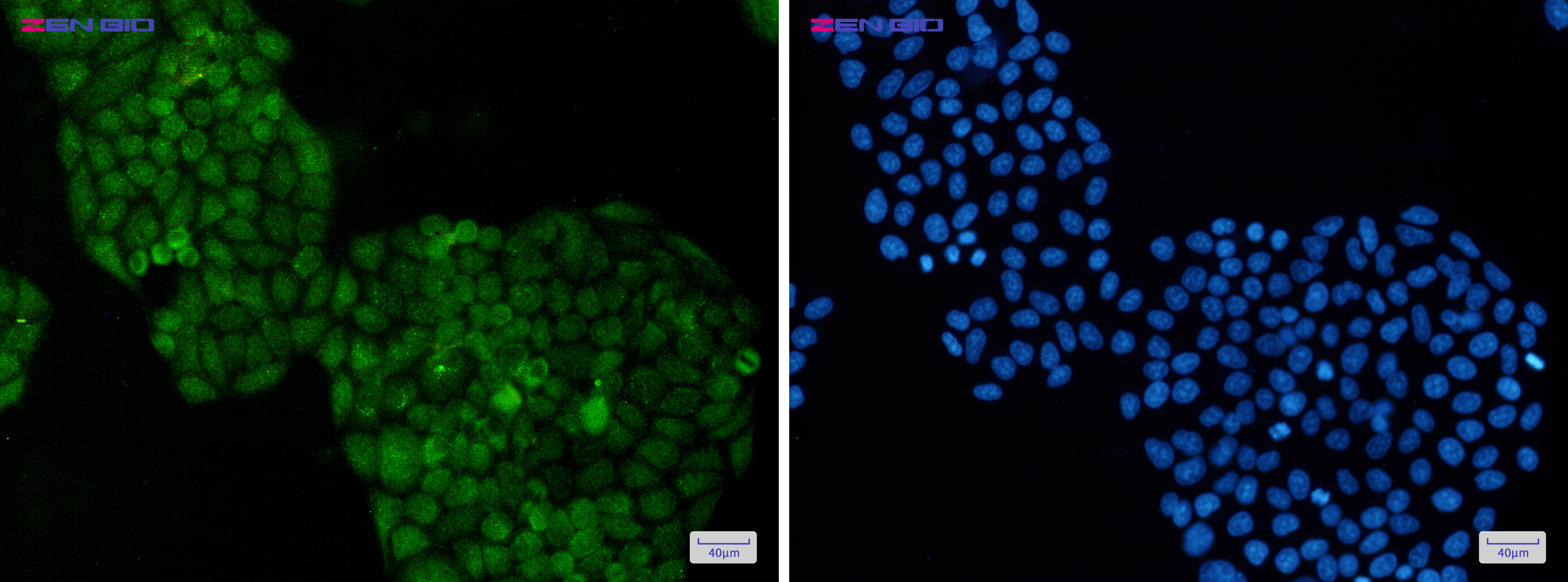Immunocytochemistry of ADRM1(green) in Hela cells using ADRM1 Rabbit pAb at dilution 1/50, and DAPI(blue)