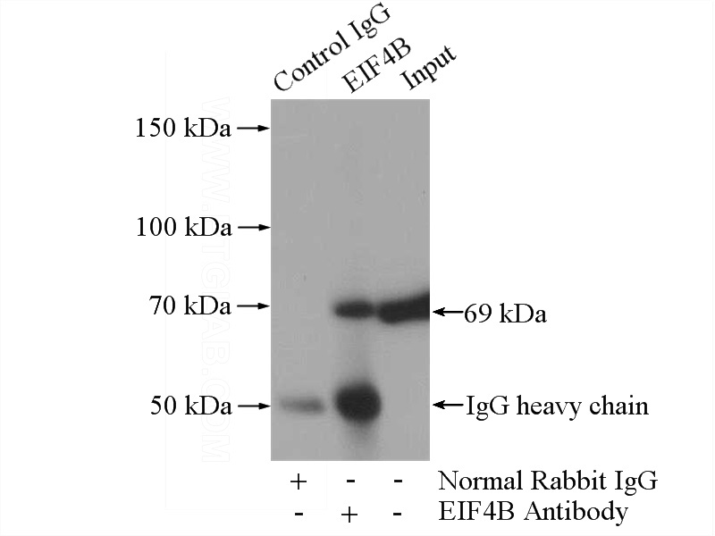 IP Result of anti-EIF4B (IP:Catalog No:110259, 4ug; Detection:Catalog No:110259 1:300) with HeLa cells lysate 1080ug.