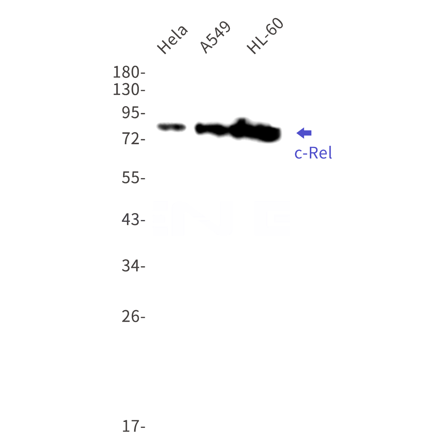 Western blot detection of c-Rel in Hela,A549,HL-60 cell lysates using c-Rel Rabbit mAb(1:1000 diluted).Predicted band size:69kDa.Observed band size:78kDa.