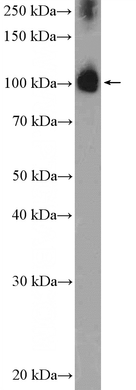 HepG2 cells were subjected to SDS PAGE followed by western blot with Catalog No:116936(ZCCHC8 Antibody) at dilution of 1:1000