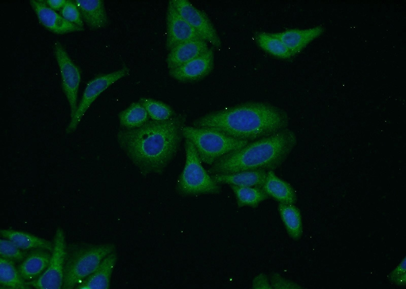 Immunofluorescent analysis of HepG2 cells using Catalog No:117144(Biglycan Antibody) at dilution of 1:50 and Alexa Fluor 488-congugated AffiniPure Goat Anti-Rabbit IgG(H+L)