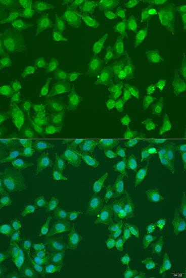 Immunofluorescence - NEDD4L Polyclonal Antibody 