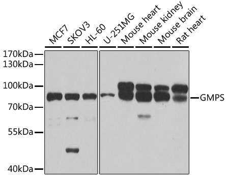 Western blot - GMPS Polyclonal Antibody 