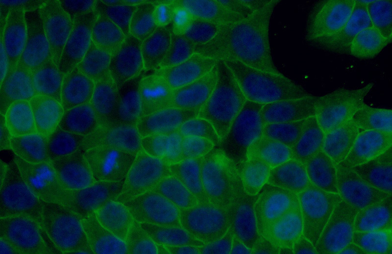 Immunofluorescent analysis of (10% Formaldehyde) fixed HeLa cells using Catalog No:107845(AHNAK Antibody) at dilution of 1:50 and Alexa Fluor 488-congugated AffiniPure Goat Anti-Rabbit IgG(H+L)
