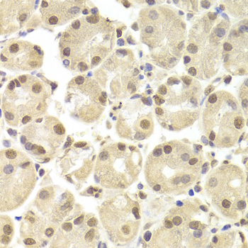 Immunohistochemistry - POU2F1 Polyclonal Antibody 