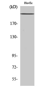 Fig1:; Western Blot analysis of various cells using Na+ CP-pan Polyclonal Antibody diluted at 1: 1000