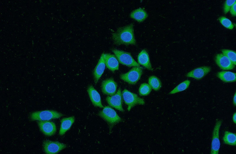 Immunofluorescent analysis of (-20oc Ethanol) fixed HeLa cells using Catalog No:110683(FKBPL Antibody) at dilution of 1:50 and Alexa Fluor 488-congugated AffiniPure Goat Anti-Rabbit IgG(H+L)