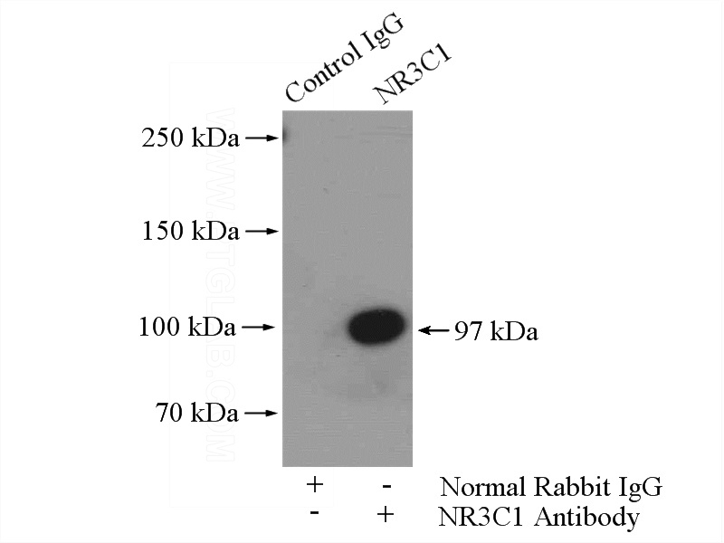 IP Result of anti-Glucocorticoid receptor (IP:Catalog No:111041, 4ug; Detection:Catalog No:111041 1:500) with mouse heart tissue lysate 4400ug.