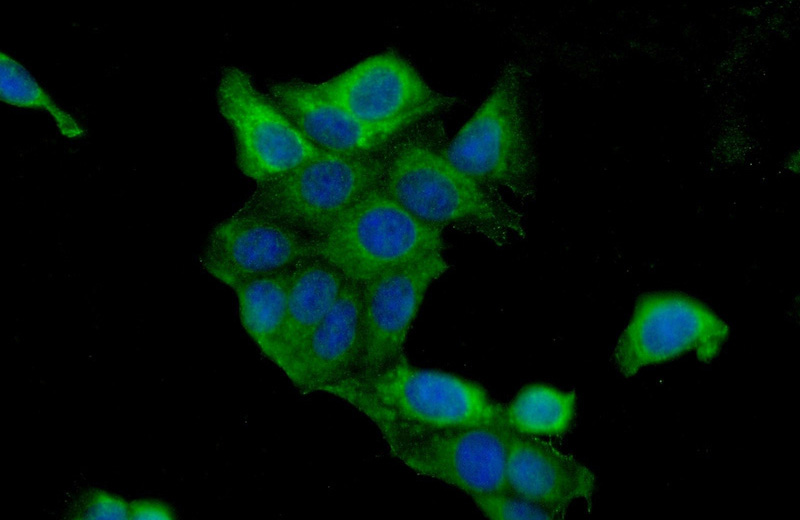 Immunofluorescent analysis of (-20oc Ethanol) fixed MCF-7 cells using Catalog No:108379(BCAS1 Antibody) at dilution of 1:25 and Alexa Fluor 488-congugated AffiniPure Goat Anti-Rabbit IgG(H+L)