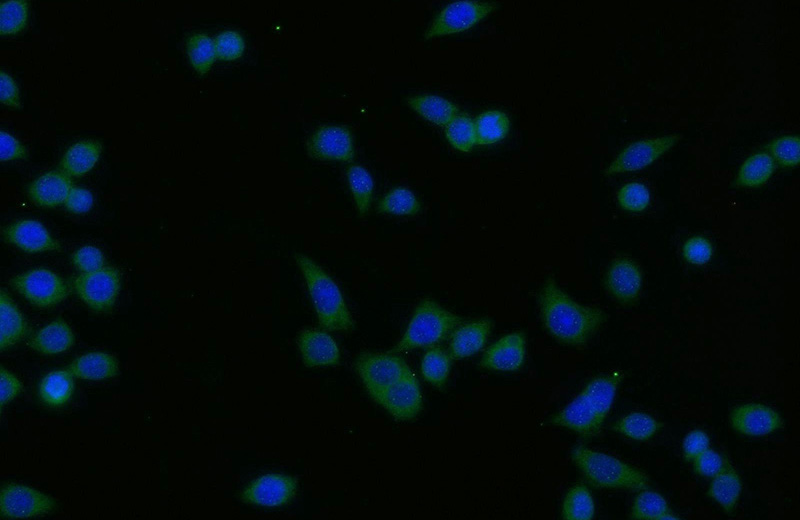 Immunofluorescent analysis of BxPC-3 cells using Catalog No:115558(SPCS1 Antibody) at dilution of 1:25 and Alexa Fluor 488-congugated AffiniPure Goat Anti-Rabbit IgG(H+L)