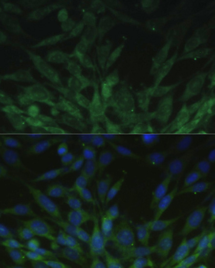Immunofluorescence - BLOC1S3 Polyclonal Antibody 